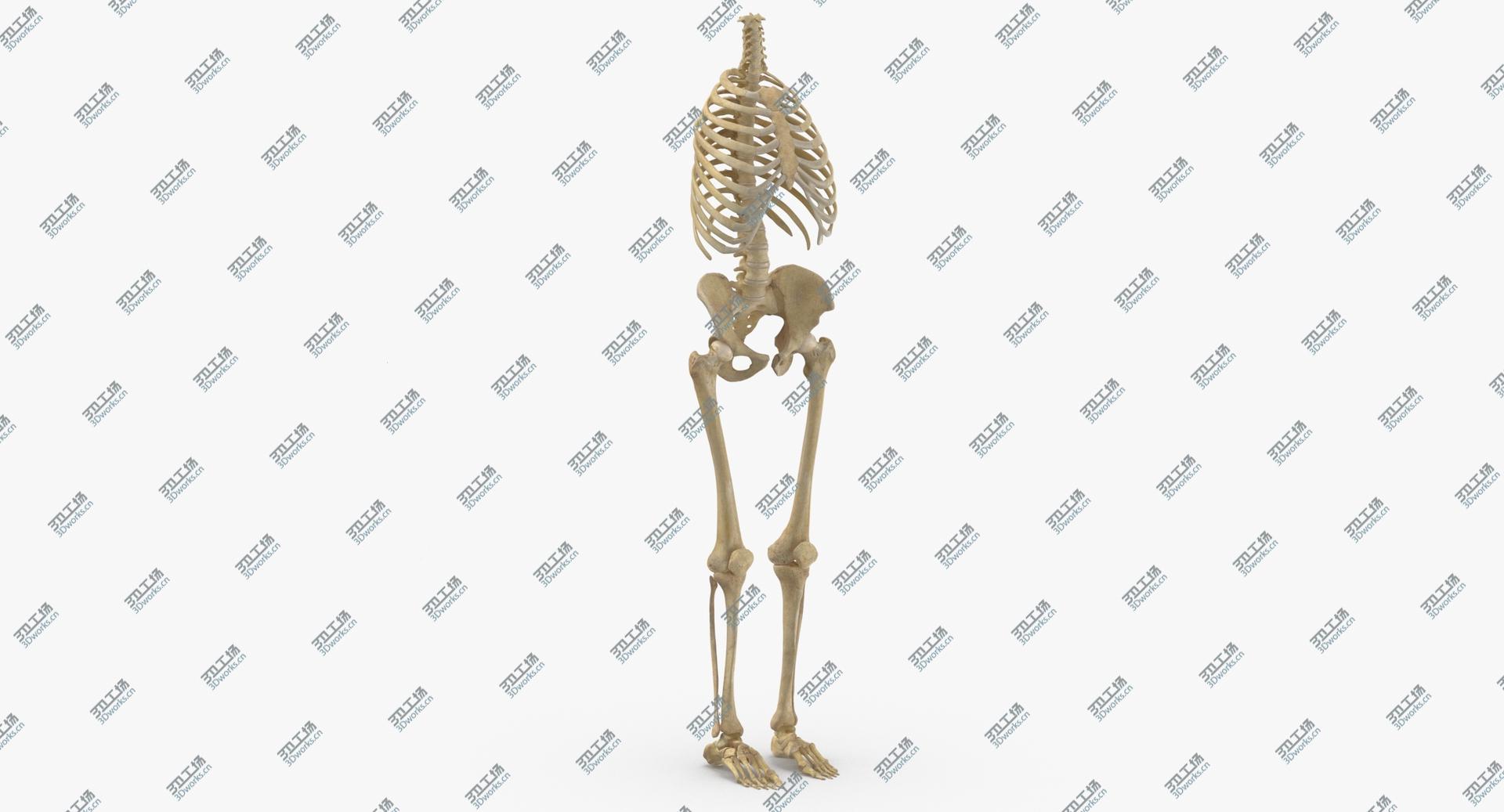 images/goods_img/202104021/3D Real Human Rib Cage Spine Female Pelvis and Leg Bones Anatomy With Intervertibral Disks model/2.jpg